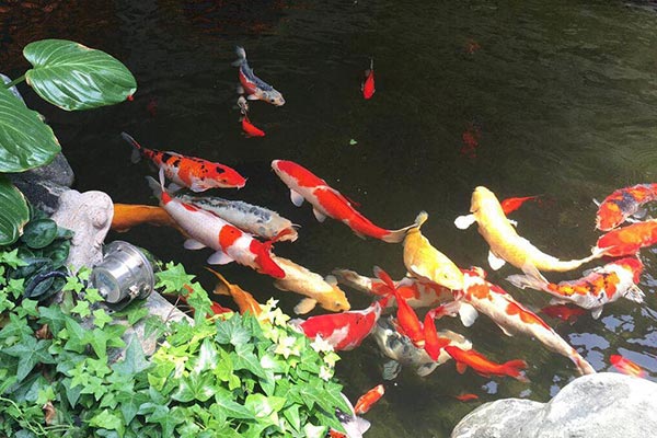 青島錦鯉魚池如何養(yǎng)護才能干凈清澈？