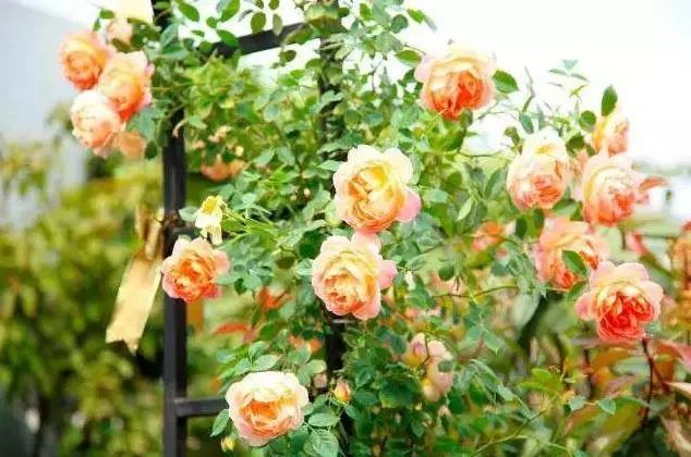 如此漂亮的花園設計，誰看了都會心動。濰坊庭院設計
