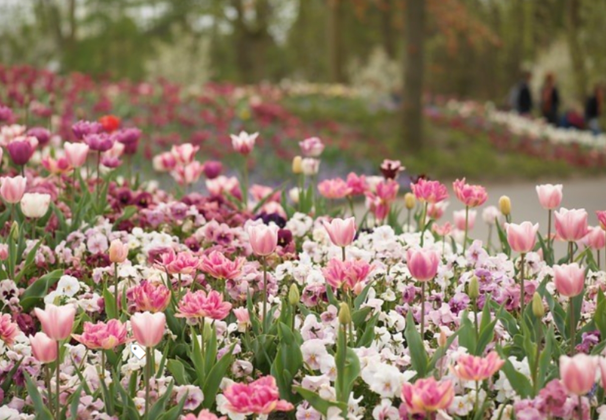 不種滿花，怎么叫花園？